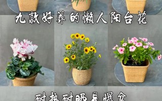 直播间卖鲜花花语（直播卖鲜花行吗）