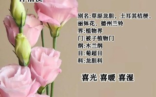 鲜花花语表白（鲜花表白语录）