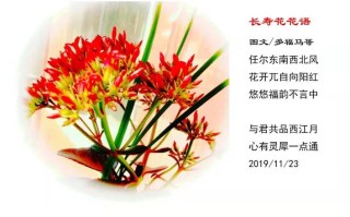 长寿的鲜花花语有哪些（长寿是什么花的花语）