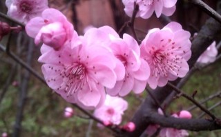 春日鲜花花语（春日的花有哪些）