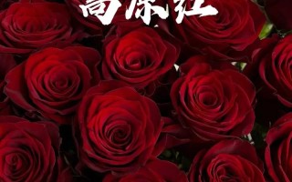 3朵红玫瑰鲜花花束寓意（3朵红玫瑰花什么寓意）