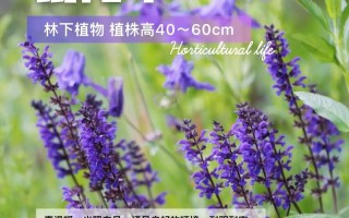 鼠尾草花语（鼠尾草花语是什么）