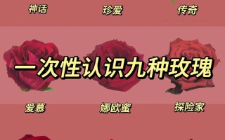 9朵红色鲜花花束寓意什么（9朵红玫瑰花代表的含义）