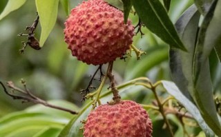 33颗荔枝鲜花花语（荔枝的花语是什么意思）