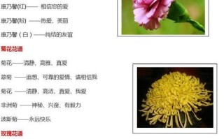 鲜花花语的寓意和禁忌（鲜花的寓意是什么）