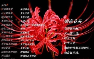 象征爱情思念的鲜花花语（表示思念的花语）