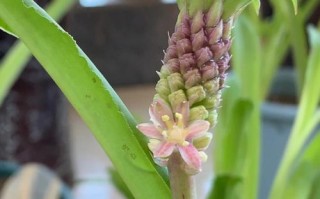 菠萝鲜花花语（菠萝花的图案）