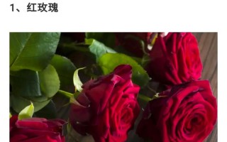 9朵红色鲜花寓意（9朵红玫瑰花代表的含义）