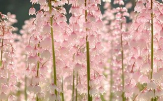 治愈系鲜花花语（治愈花束图片）