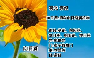 3支向日葵鲜花寓意（3朵向日葵花束寓意）