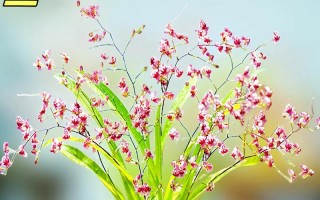 珍爱鲜花花语（珍爱鲜花花语怎么写）