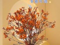 澳梅鲜花花语（澳梅鲜花怎么养）