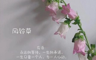 风铃鲜花花语（风铃花的寓意和象征）