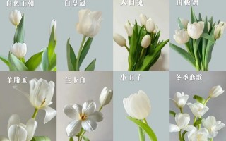 11朵白色郁金香鲜花寓意（11朵白色郁金香鲜花寓意什么）