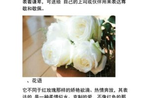 11支白玫瑰鲜花花束寓意（白玫瑰花语11朵祝福语）