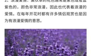 薰衣草鲜花花语寓意和象征（薰衣草的花语和寓意是什么）