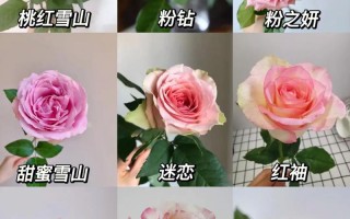 粉荔枝鲜花花语的简单介绍