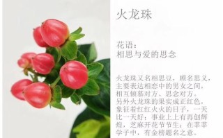 鲜花花语红豆（红豆花语是什么）