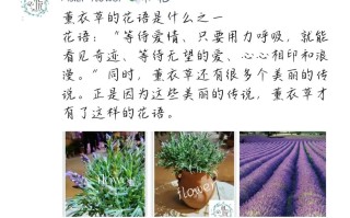 折射鲜花花语是什么意义（折射鲜花花语是什么意义呢）