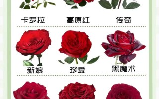 9只鲜花寓意（9支花的寓意）