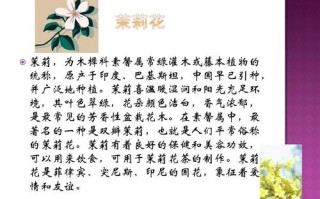 圆叶宝珠茉莉鲜花花语（宝珠茉莉圆叶尖叶）