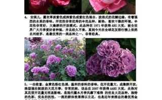 75朵鲜花寓意（75朵玫瑰花语是什么意思）