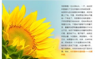 3朵向日葵鲜花的寓意（3朵向日葵寓意什么）