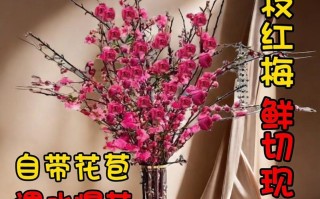 过年鲜花花语（过年鲜花寓意）