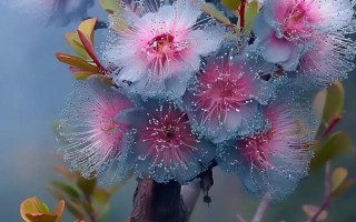 霸道的鲜花花语（霸道总裁花语）