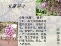 紫藤鲜花花语（紫藤花花语是什么意思）