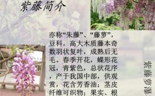 紫藤鲜花花语（紫藤花花语是什么意思）