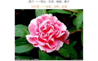 鲜花花语大全带图片（鲜花花语大全带图片和花名）