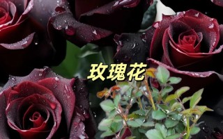 暗黑骑士鲜花花语（暗黑骑士鲜花花语大全）