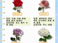 6只鲜花寓意（六只花的花语）