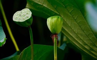 有莲蓬的鲜花花语和寓意（莲蓬花艺图片）