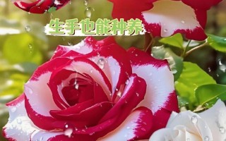 38节日鲜花花束寓意什么（38节花束祝福语）