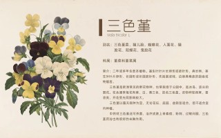 三色堇鲜花花语（三色堇花语是）