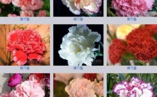 鲜花花语和花名的区别是什么（鲜花和名字）