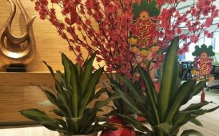 10款春节必买鲜花好寓意（春节鲜花品种）