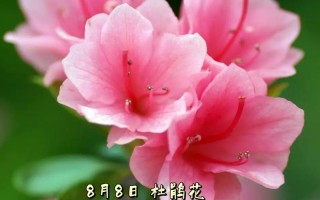 笑脸鲜花花语（笑脸花朵怎么画）