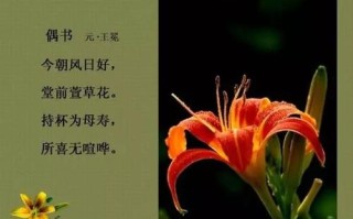 母亲鲜花花语（母亲节鲜花寓意）