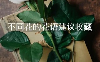 暗恋鲜花花语（适合暗恋的花语）