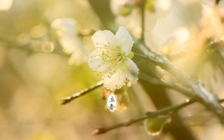 立春送花的讲究（立春送礼好吗）