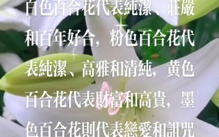 11朵白百合鲜花花束寓意（十一朵白百合花的寓意）