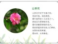 傲梅鲜花花语（傲梅官方网站）