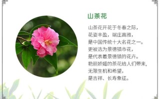 傲梅鲜花花语（傲梅官方网站）