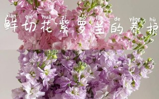 紫罗兰鲜花花语和寓意是什么（紫罗兰鲜花花语及图片）