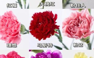 康乃馨送花的讲究（康乃馨送花代表什么）