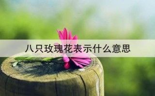 8朵鲜花的寓意及花语是什么（8朵鲜花的寓意及花语是什么意思）