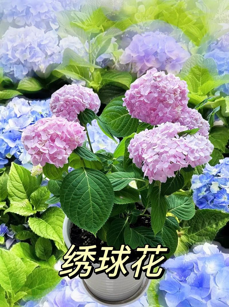 绣球鲜花花语（绣球花束的花语）-第1张图片-花花知道网